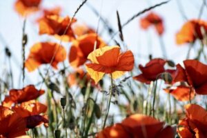 Domowe triki na przedłużenie trwałości bukietu kwiatowego