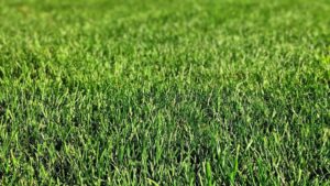 Jak chronić rabatę przed szkodnikami