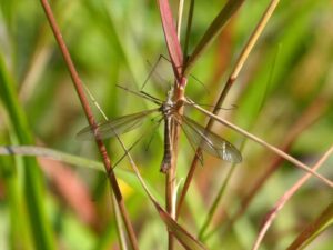 Owoce i warzywa które przyciągają komary
