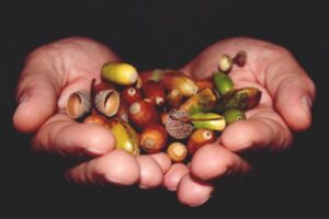 Zastosowanie żołędzi