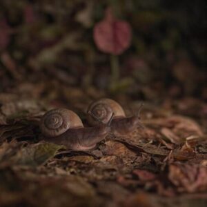 Jak zabezpieczyć ogród przed ślimakami