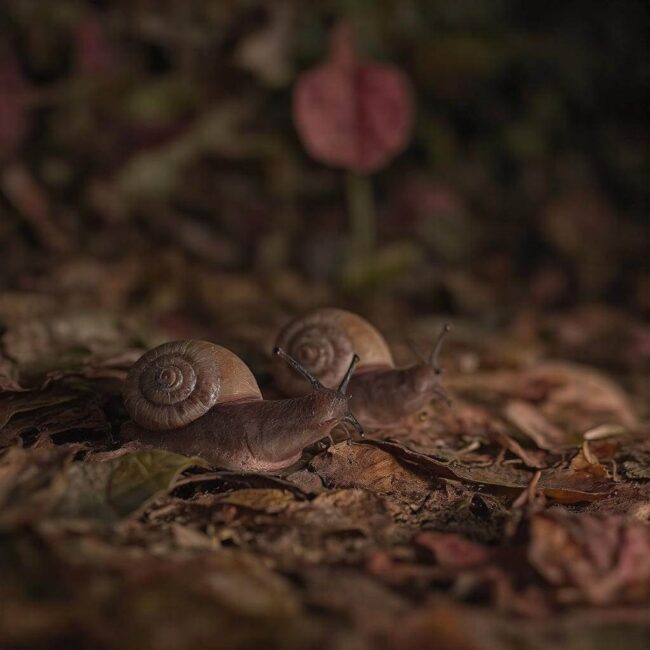 Jak zabezpieczyć ogród przed ślimakami